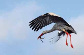 Der Storch der Saison auf dem Mueritzhof