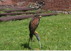 Falkner-Schauvorf�hrungen auf Burg Wredenhagen